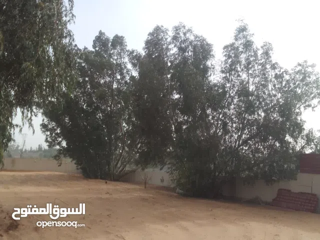 اشجار للليع متع فحم