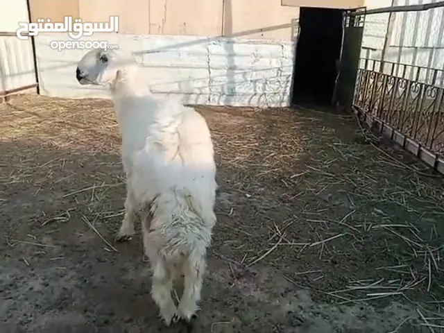 كبش فحل رملي