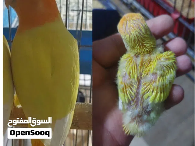 فراخ روز اورنج اوبلاين عين حمرا للزق اليدوي أقر التفاصيل/جرين شيك كوكتيل اليف جوز فحل طيرة فرخ هدد