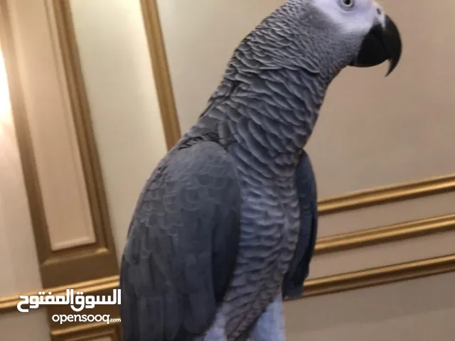 مطلوب ببغاء كاسكو اليف