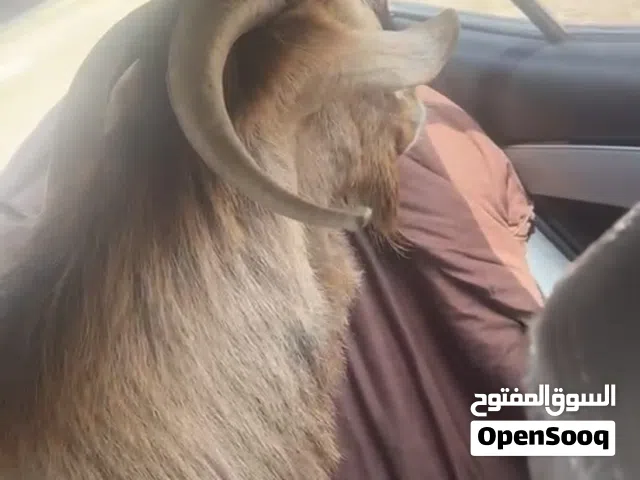 تيس عماني إنتاج ممتاز