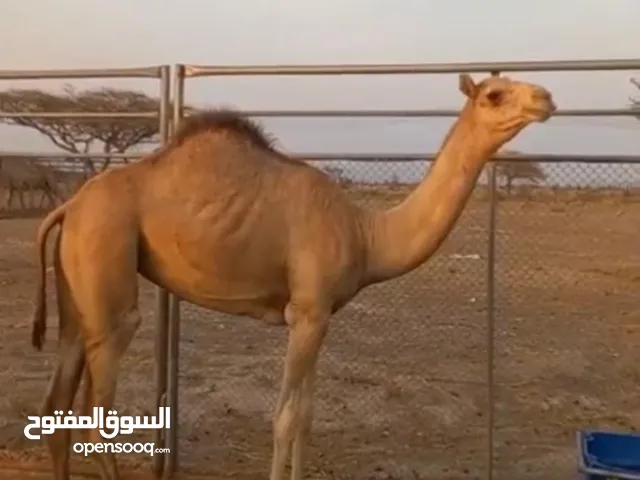 بكره للبيع  ألاب سراب ود سراب الشيبه  والأم بنت مشهور باقي التفاصيل في  الخاص