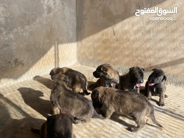 ميلانو العمر (شهر ويومين)