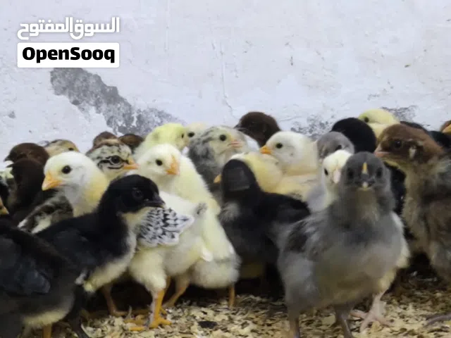 فلاليس عربيات للبيع عمر اسبوع