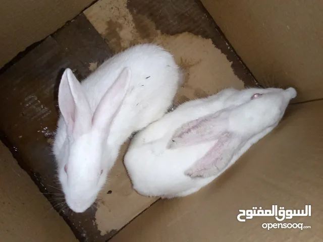 السلام عليكم عندي 2 أرانب نبي نبيعهم الي يبيهم يتفضل و السعر قابل لتفاوض ونقدر نعطيك السعر الي تبيه