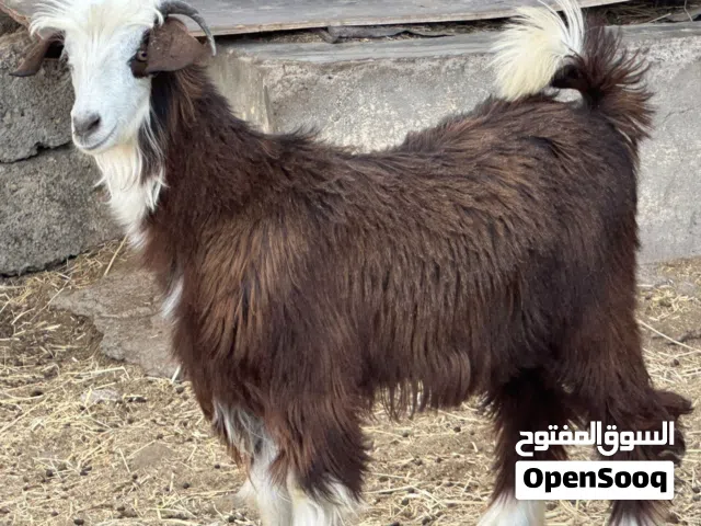 جدي جبالي من حلال بني سعيد سمين حلال طيب للتربيه وللذبح جاهز