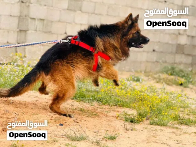كلب كستم درجة اولي للبيع السعر ساوم