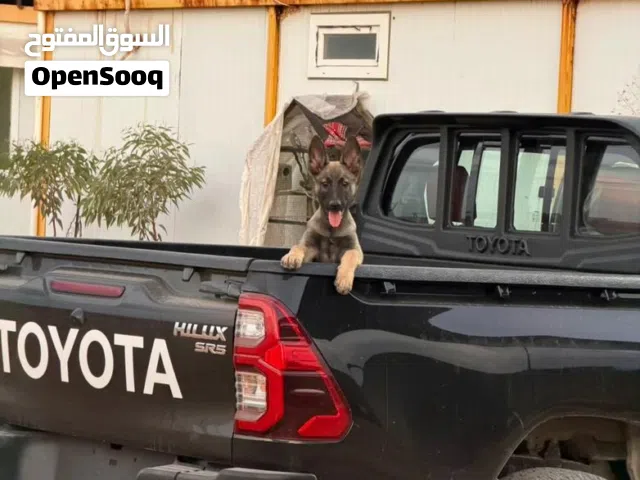 مطلوب كلاب مالينوا