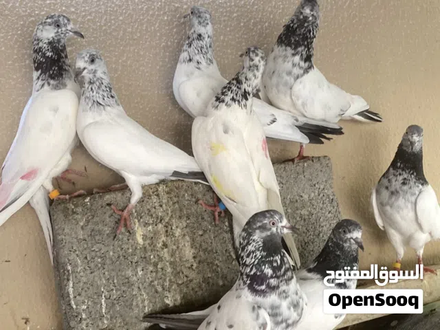 حمام باكستاني العدد 10