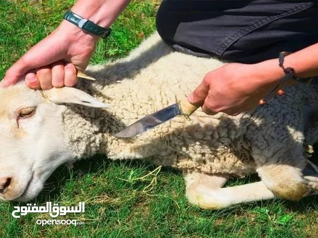 لحام _جزار لذبح الأضاحي في المنزل
