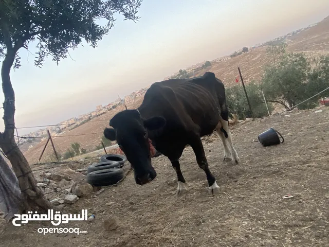 بقره للبيع