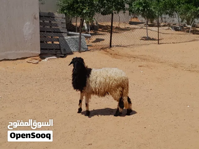 فطيمه وطنيه الله يبارك عمرها ف7شهور سليمه من الامراض والعيوب متع تربيه او موس لبيدبح..