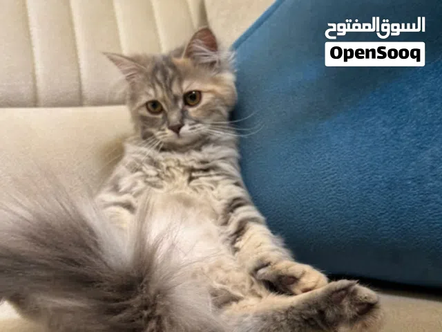 قطط مكس بريتش و شيرازي