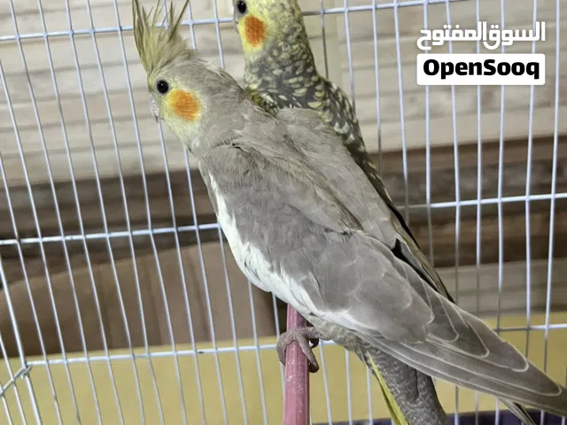 السلام عليكم ورحمة الله وبركاته