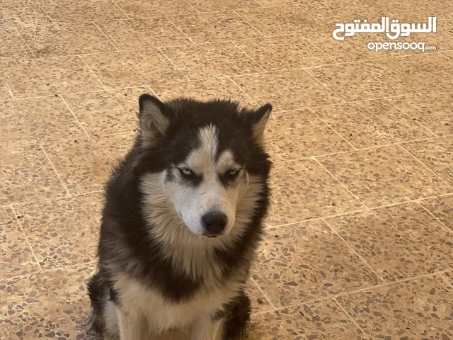 كلب هاسكي انثى للبيع