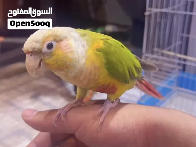 كنيور طفرة أناناس طينة