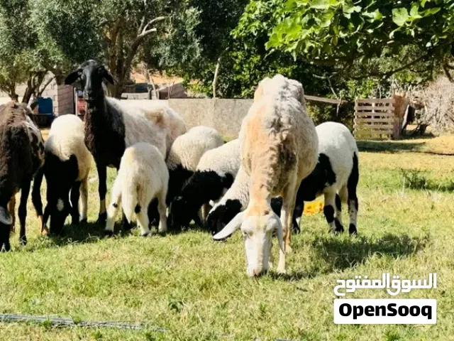 سلام عليكم البيع كاش ولا تحويل