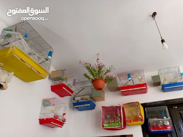 شوف الوصف كوكتيل+ حب
