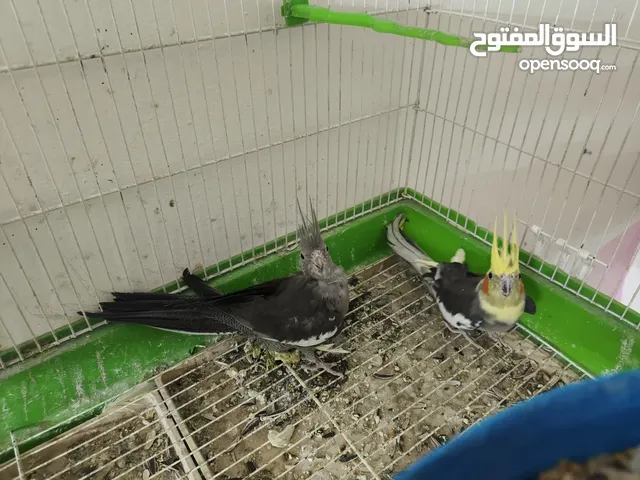 جوز كوكتيل وجوز روز و اثاثى روز و فحل حب انجليزي