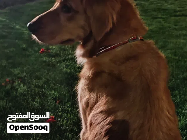 Female Golden Retriever Looking for a New Family