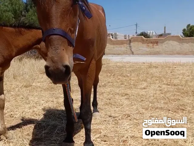 خيول ..فرس...