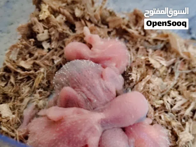 للبيع طيور بادجي وفروخهم