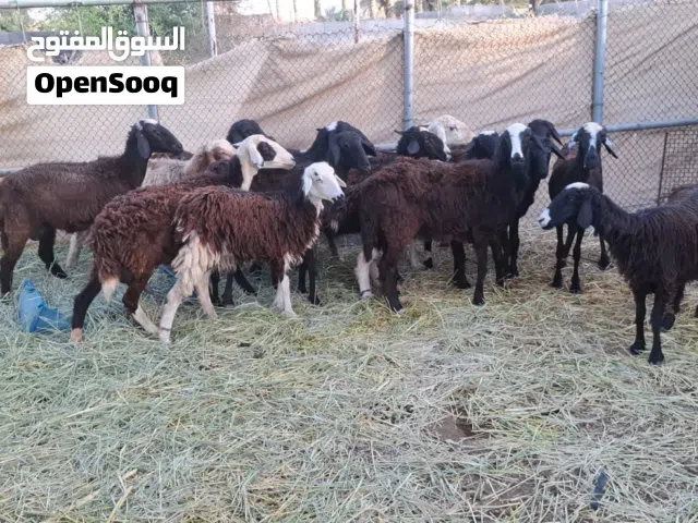 للبيع جعد  العدد 13