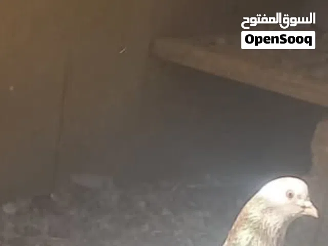 كوبية مبروص ربي ايبارك