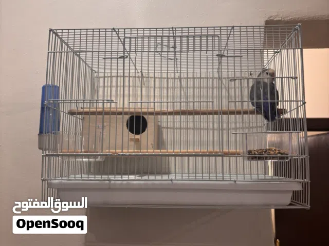 طيور لوف بيرد