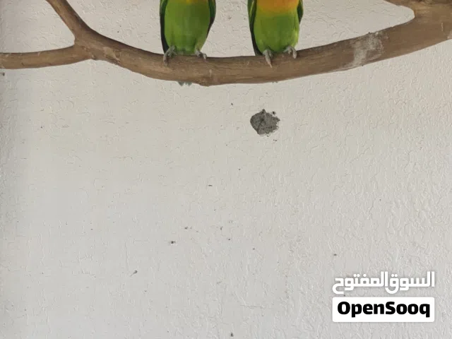 زوج فيشر منتج فرصة للمربين متأقلمين على الحراره