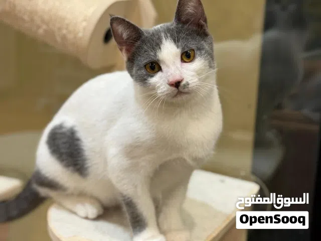 قطط للتبني في أبوظبي