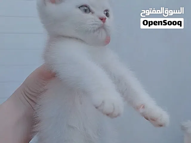 قط ذكر سكوتش ستريت