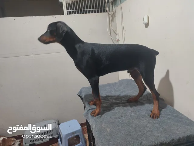 European Doberman Male and Female