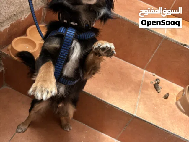 كلب شيواوا هجين  بومرينيان مميز جدا وذكي