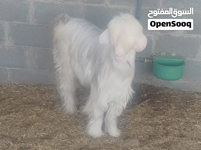 تيس رحبي للبيع
