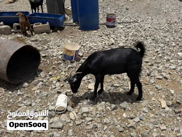 تيوس للبيع