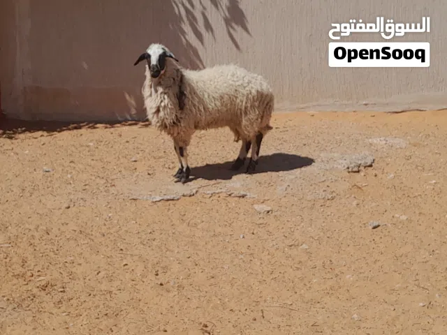 فطيمه وطنيه ربي يبارك سلاله توميه مشالله عمرها ف7شهور سليمه من الامراض..