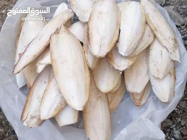 عظم الحبار للبيع مفيد جدا للطيور وغني بالكالسيوم.