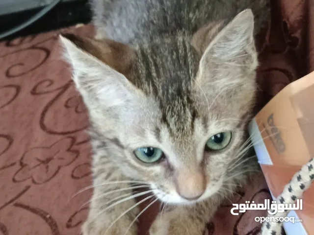 قطه للتبني