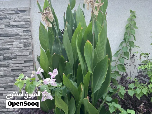 Healthy lily plants