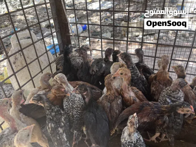 صيصان بلدي عمر 40 يوم العدد 65 صوص السعر دينار ونص