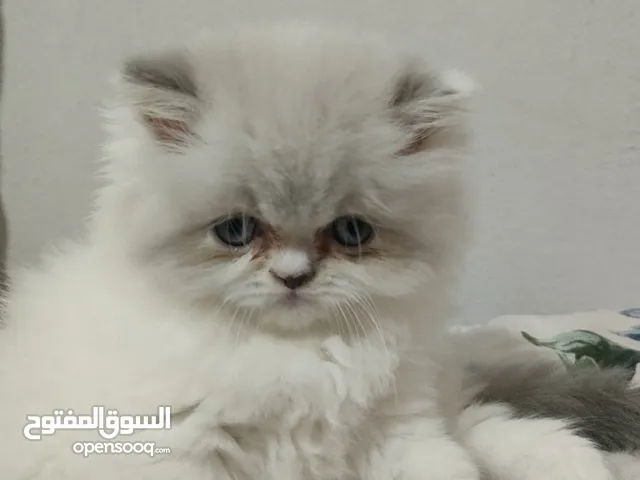 cat persan race pur