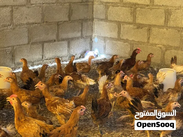 دواجن فرنسيه الاحمر