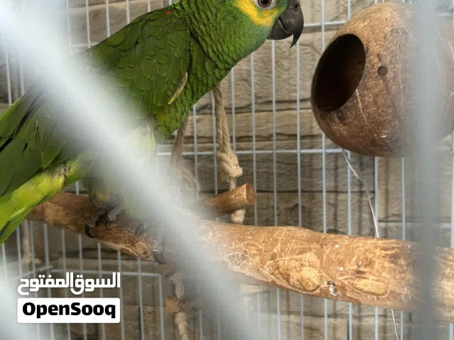 ببغاء أمازوني اليف جدًااااااااااا و جميل ومرتب