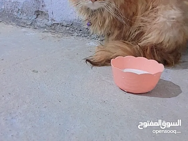 قطه شيرازي  عمر سنتين للبيع