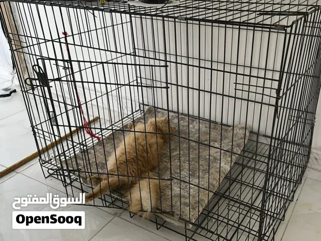 قفص كبير للبيع