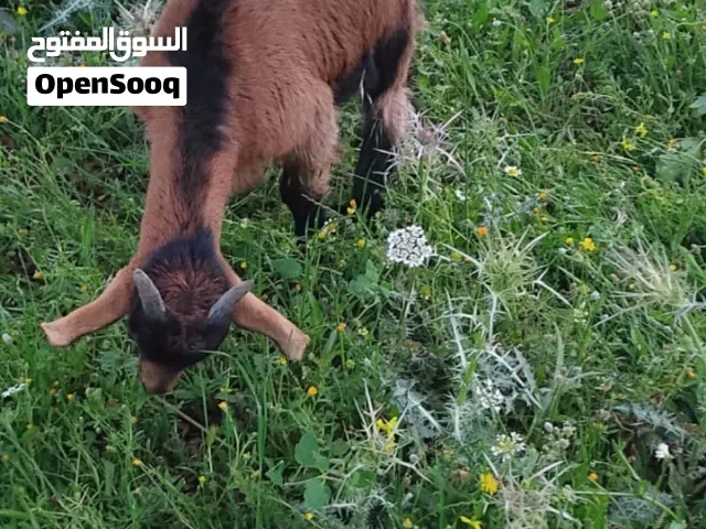 ماعز البينو للبيع