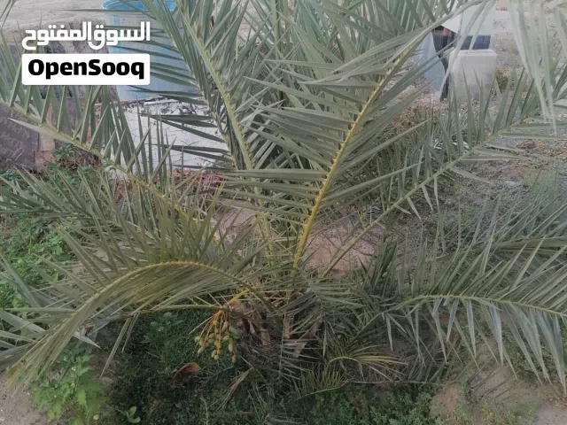 ابحث عن فسائل صرم سلطانه السعودية