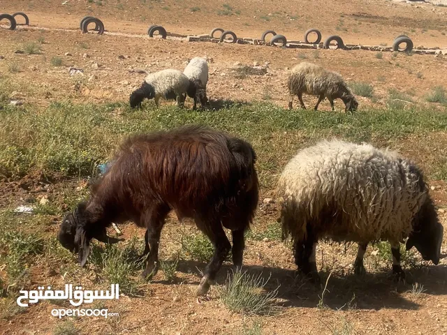 تيس كفالة هداد حلال طيب غنم طيبة