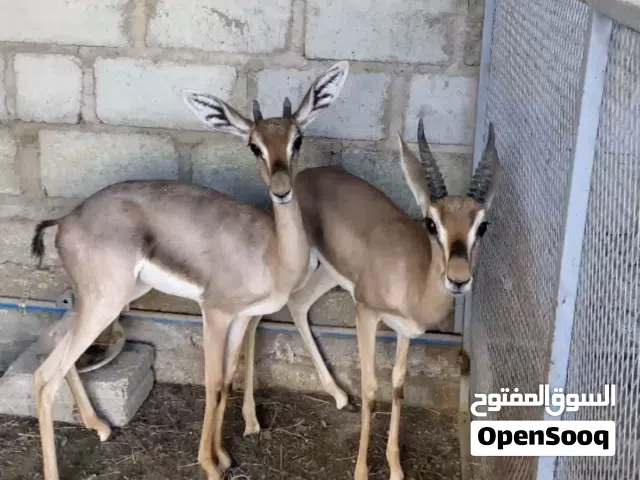 للبيع زوج غزلان اليفه.